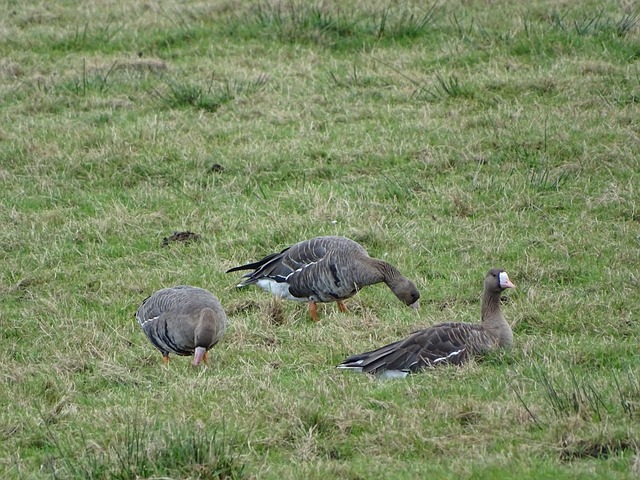 不少欧洲国 不少欧洲国
